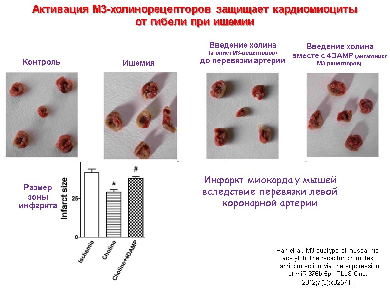 Pan et al. M3 subtype of muscarinic acetylcholine receptor promotes cardioprotection via the suppression